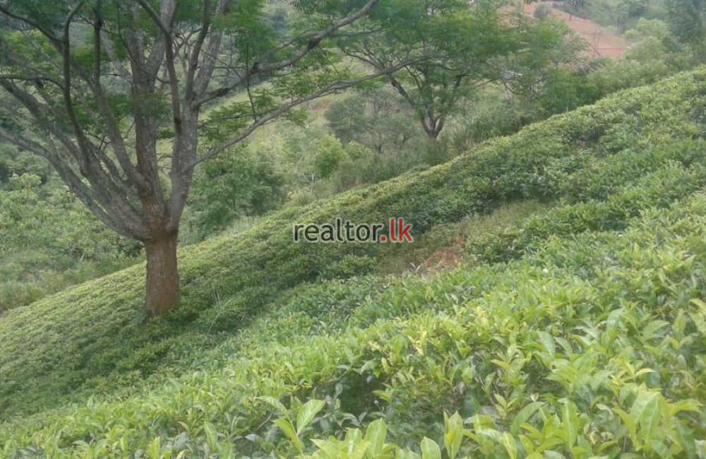 Tea Estate For Sale At Panvila Kandy