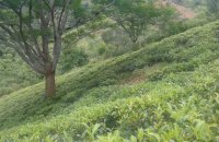 Tea Estate For Sale At Panvila Kandy