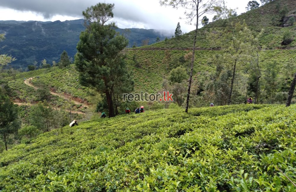 Tea Estate For Sale At Nuwara-Eliya