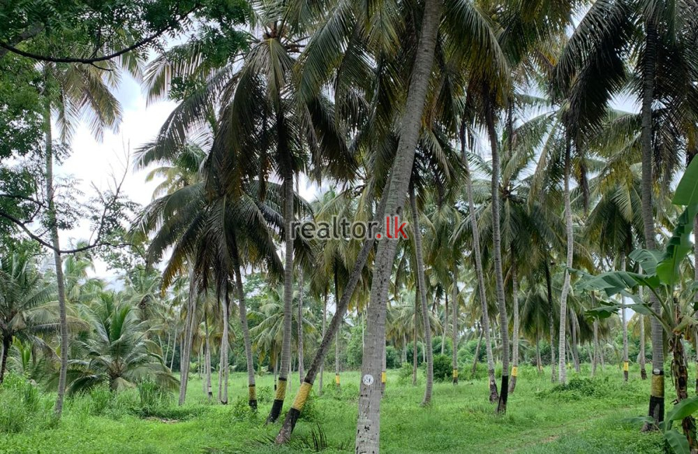 Coconut Estate For Sale In Wariyapola Kurunegala