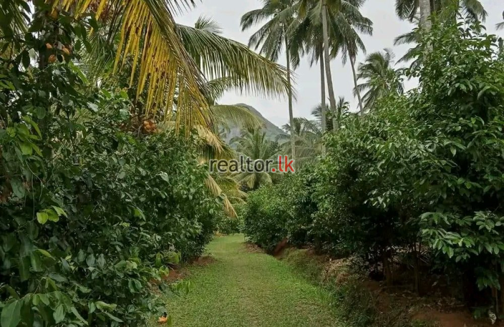 Mixed Estate For Sale At Matale