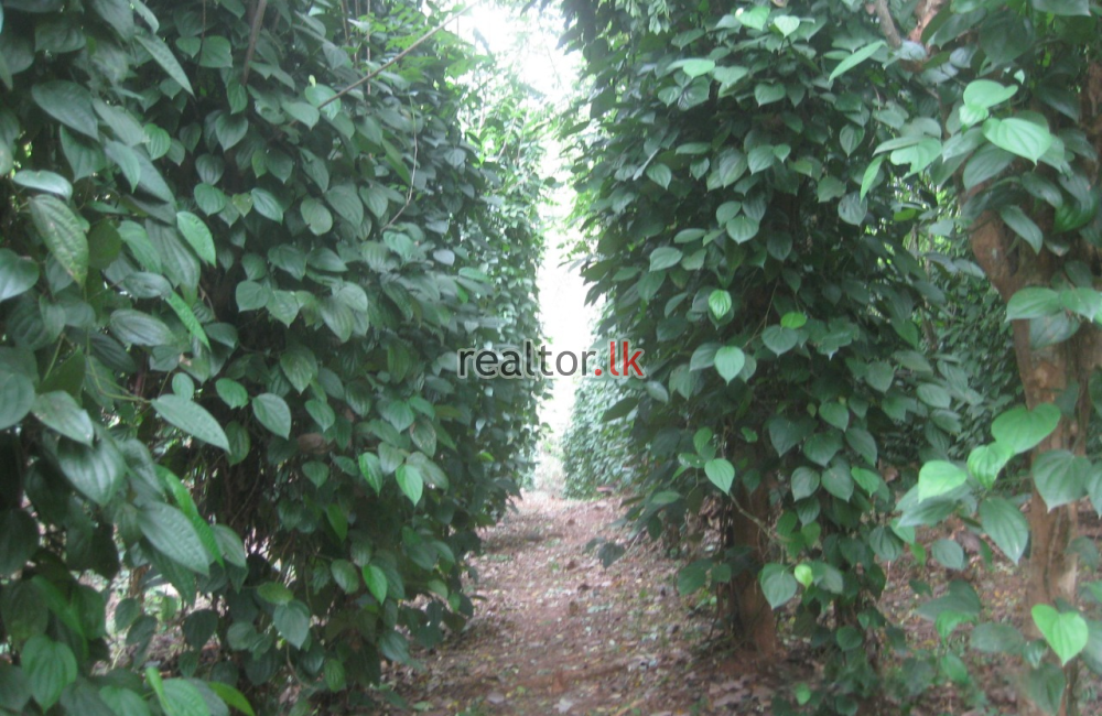 Mixed Plant Estate For Sale In Palletanna Matale