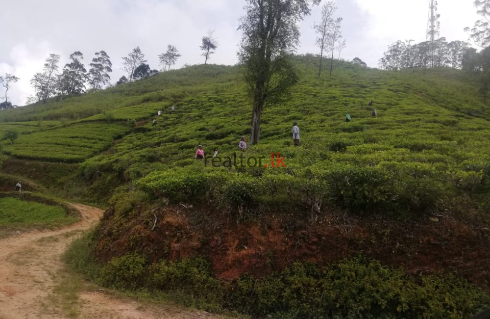 Nuwara - Eliya Tea Estate For Sale