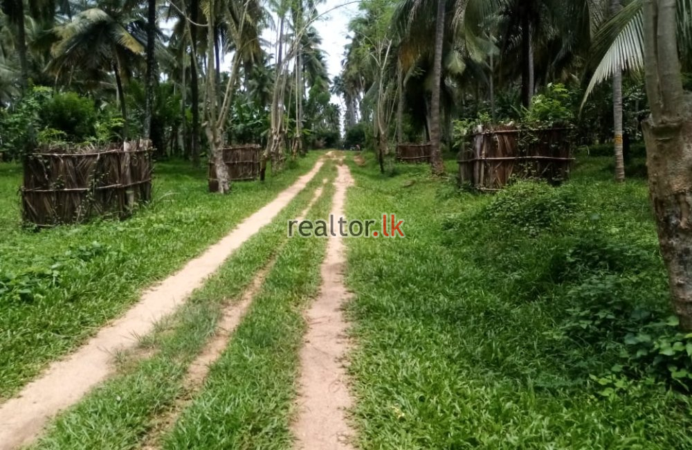 Coconut Estate For Sale At Melsiripura