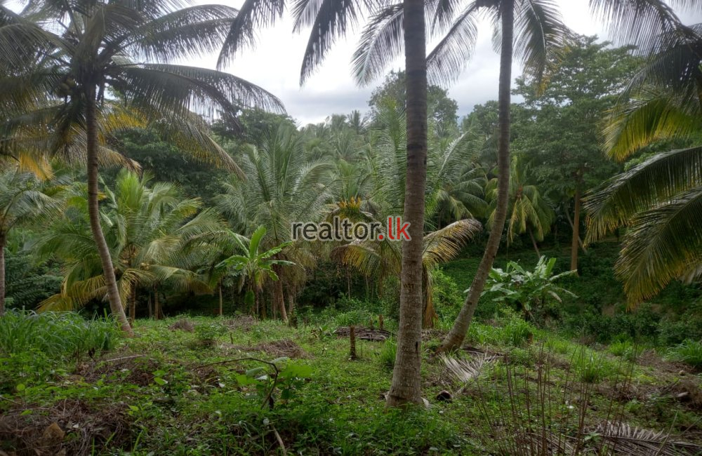 Mixed Estate For Sale In Dodangaslanda Kurunegala