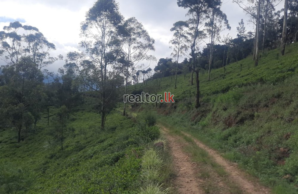 Tea Estate For Sale At Hewahata