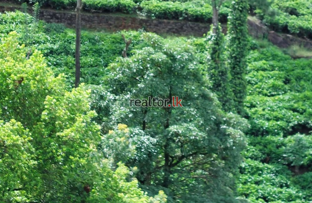 Tea Estate At Galaha