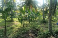 Coconut Estate Available For Sale At Kurunegala