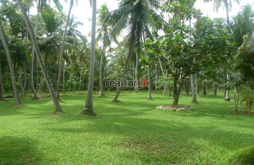 Coconut Estate For Sale At Wellawa Kurunegala