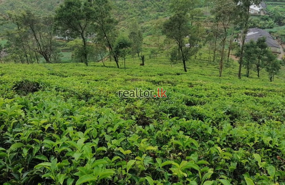 Scenic Deltota Tea Estate Property For Sale