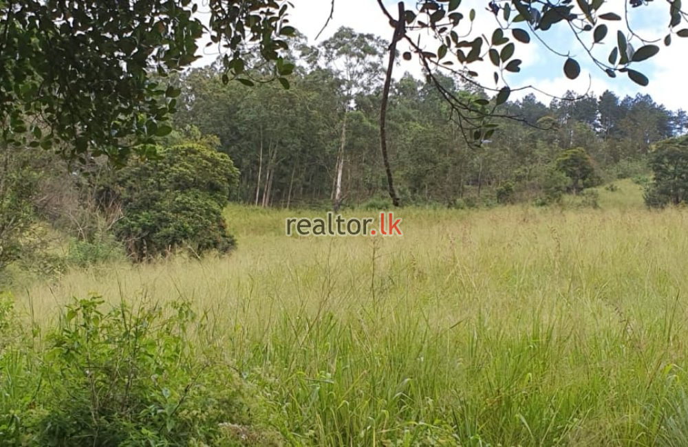 Tea Estate For Sale At Galaha