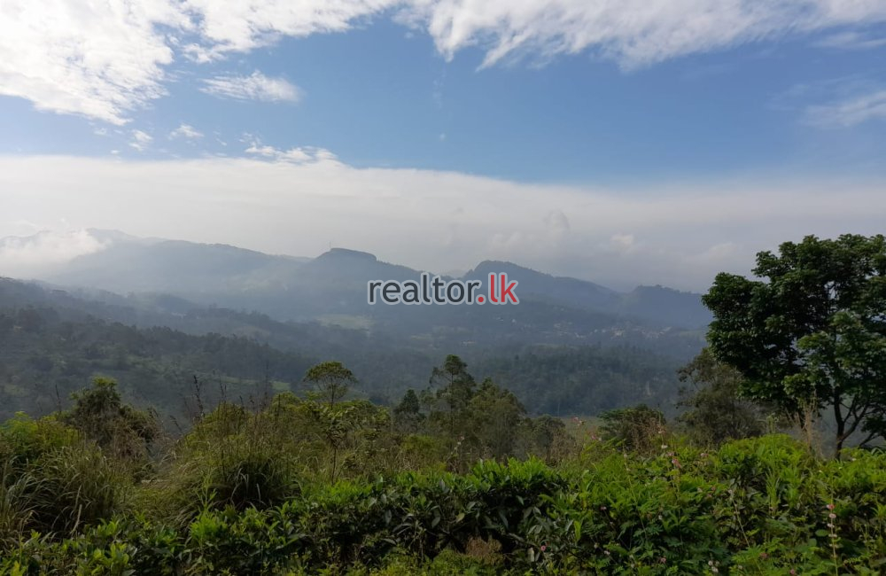 Tea Estate For Sale At Galaha