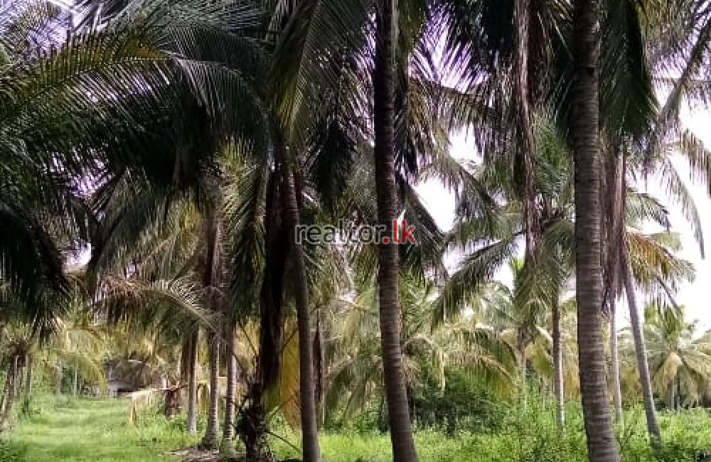 Coconut Estate At Dambulla Rd Kurunegala