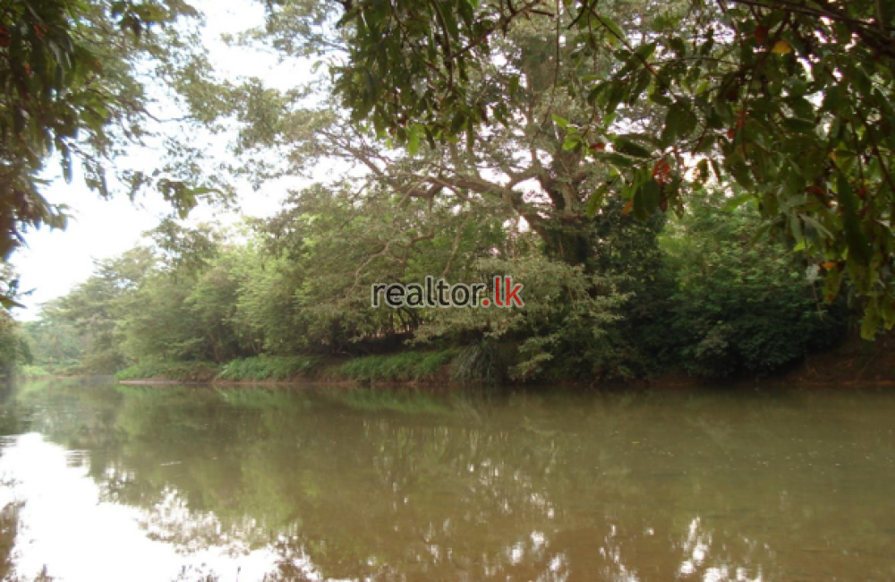 Prime Mixed Plant Estate For Sale In Mahiyangana