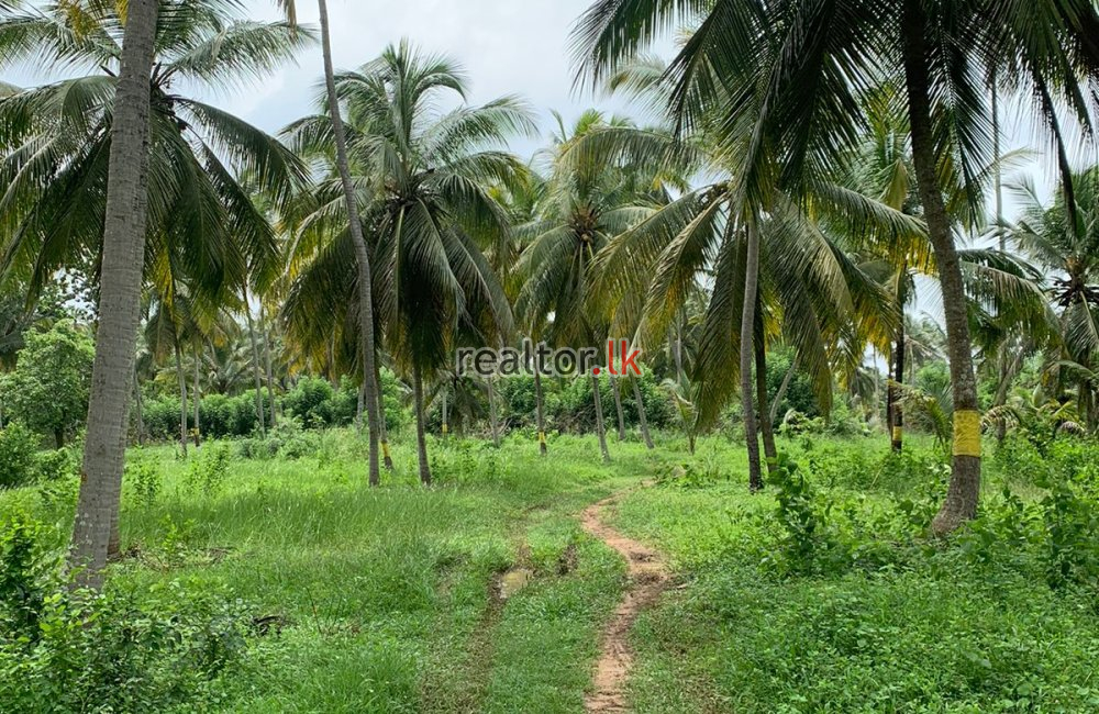 Coconut Estate For Sale In Wariyapola Kurunegala