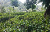 Gampola Tea Estate For Sale
