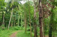 Yatawatta Coconut Land For Sale