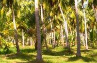 Mundalama Cococnut Estate For Sale