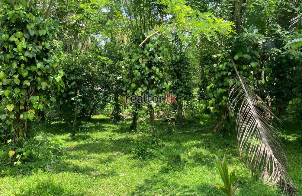 Land For Sale Facing Main Road Ja-Ela