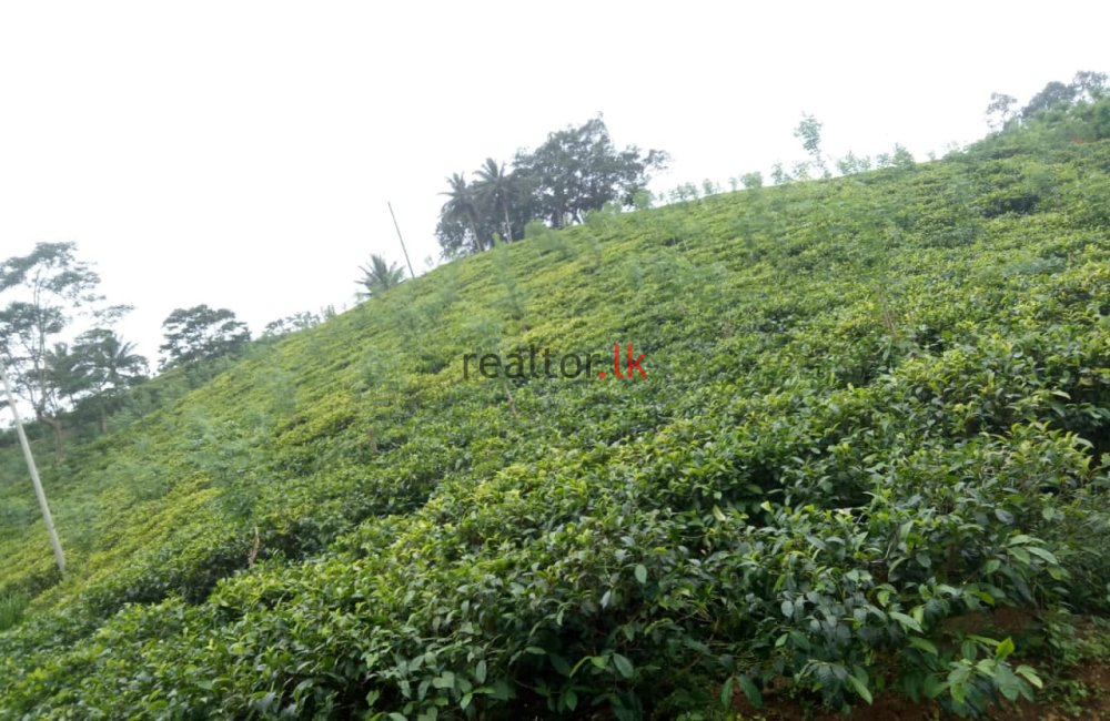 Tea Estate For Sale At Deniyaya