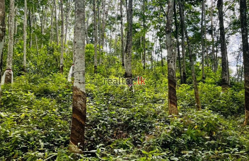 Rubber Estate For Sale At Kirindiwela