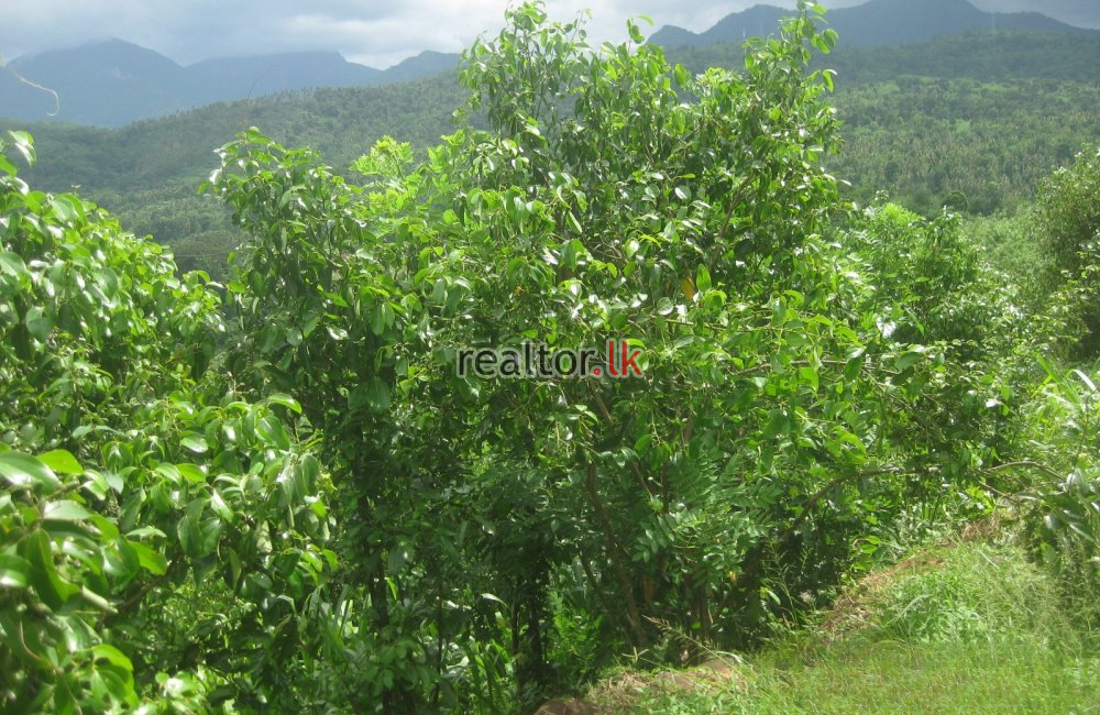Mixed Plant Estate For Sale In Palletanna Matale