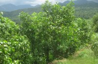 Mixed Plant Estate For Sale In Palletanna Matale