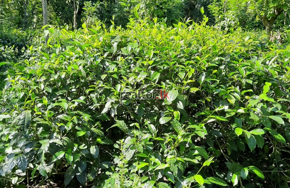 Mixed Estate For Sale In Kaltota Rd Balangoda