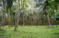 Mixed Plant Estate For Sale At Nittambuwa Gampaha