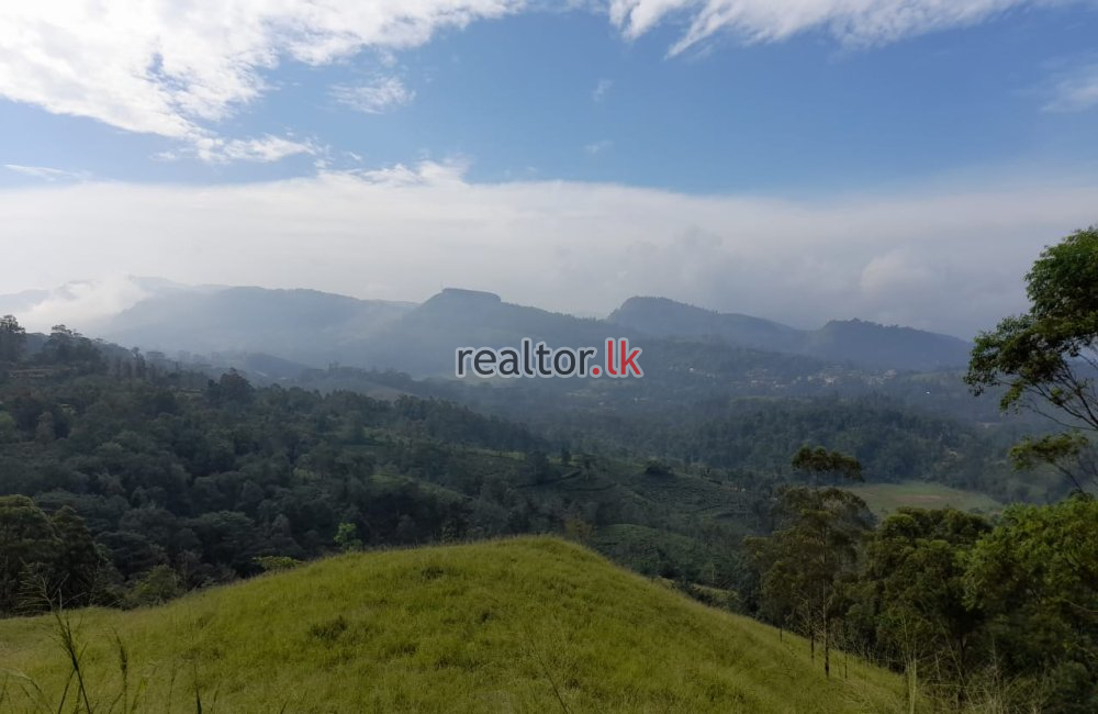 Tea Estate For Sale At Galaha