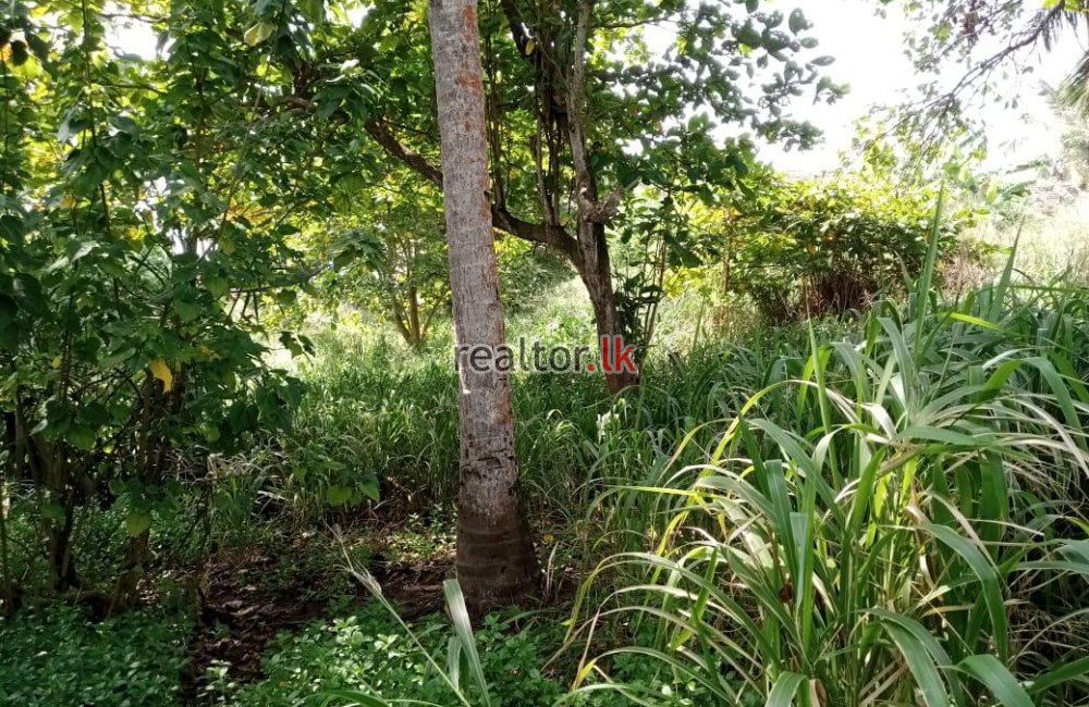 Land For Sale At Hiriketiya