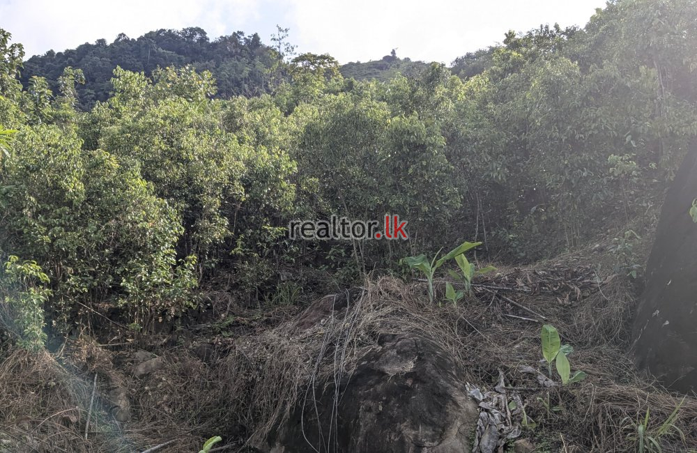 Cinnamon Estate For Sale In Welipenna