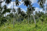 Madahapola Coconut Estate For Sale