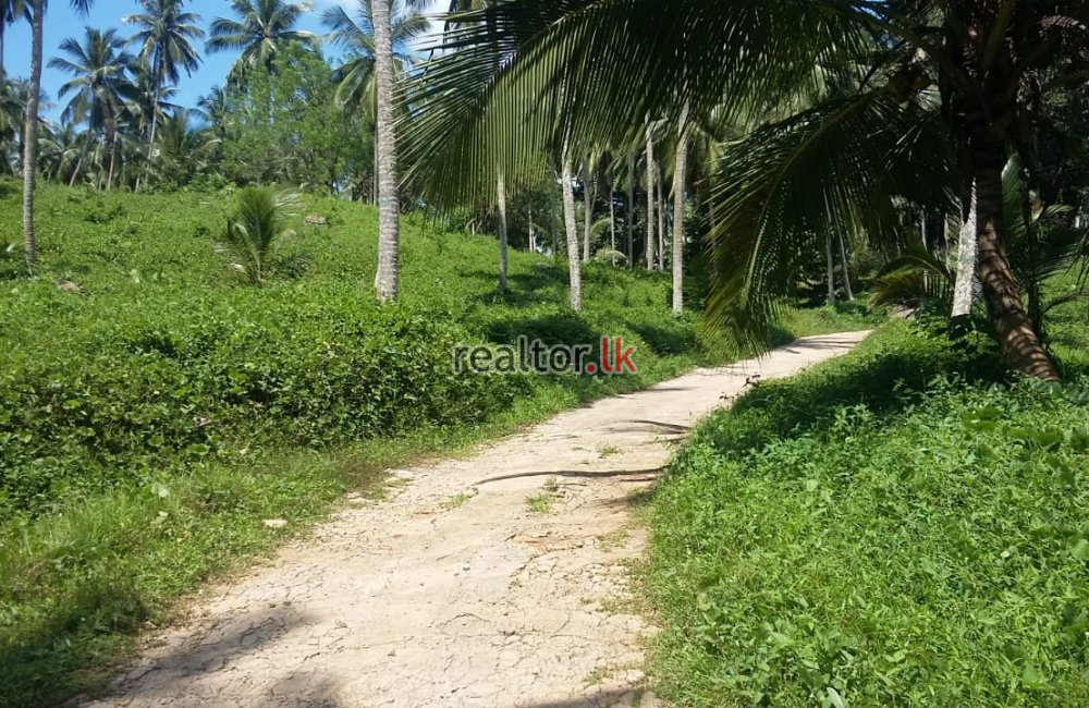 Coconut Estate For Sale At Pasyala