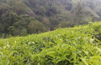 Tea Estate For Sale At Udapalatha Kandy