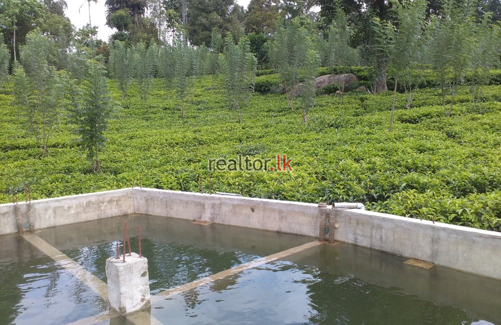 Tea Estate For Sale At Udapalatha Kandy