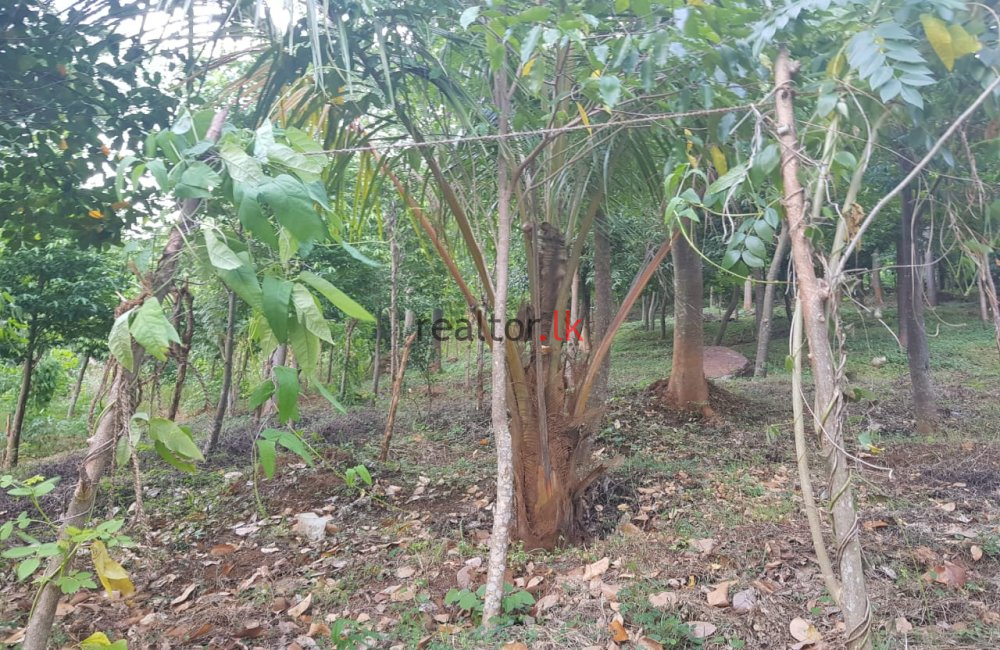 Matale Agarwood Land For Sale