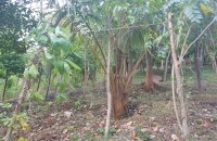 Matale Agarwood Land For Sale