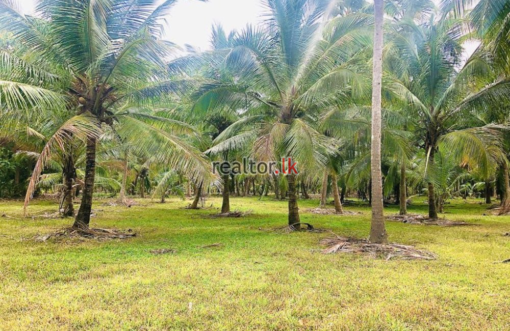 Coconut Estate For Sale In Mugunuwatawana