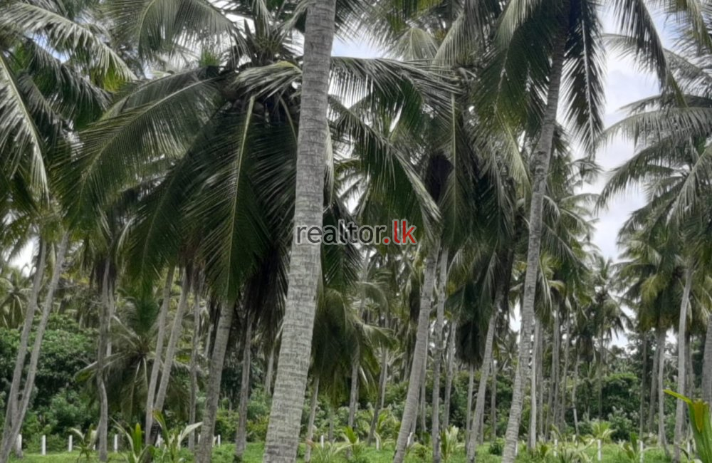 Coconut Estate For Sale In Nattandiya