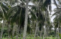 Coconut Estate For Sale In Nattandiya