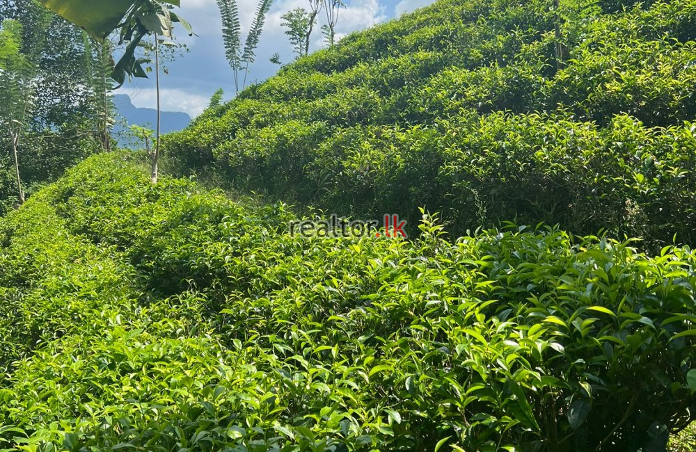 Tea Estate For Sale At Kithulgala