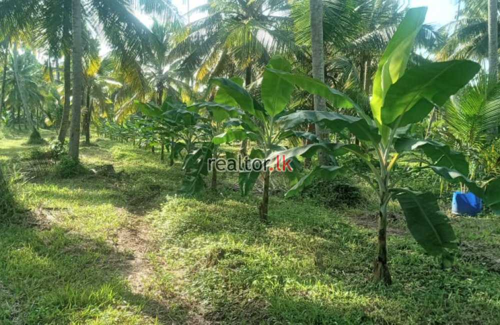 Coconut Estate Available For Sale At Kurunegala