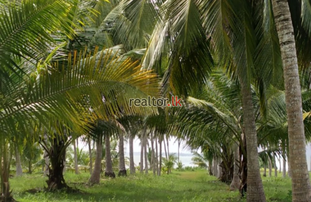 Mundalama Coconut Land For Sale