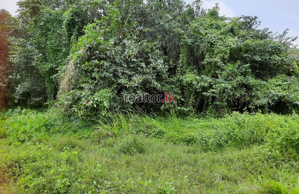 Land For Sale At Nelum Mw