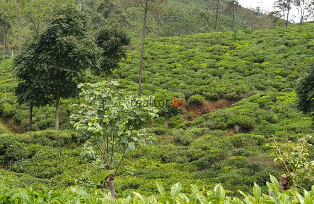 Hatton Tea Estate For Sale