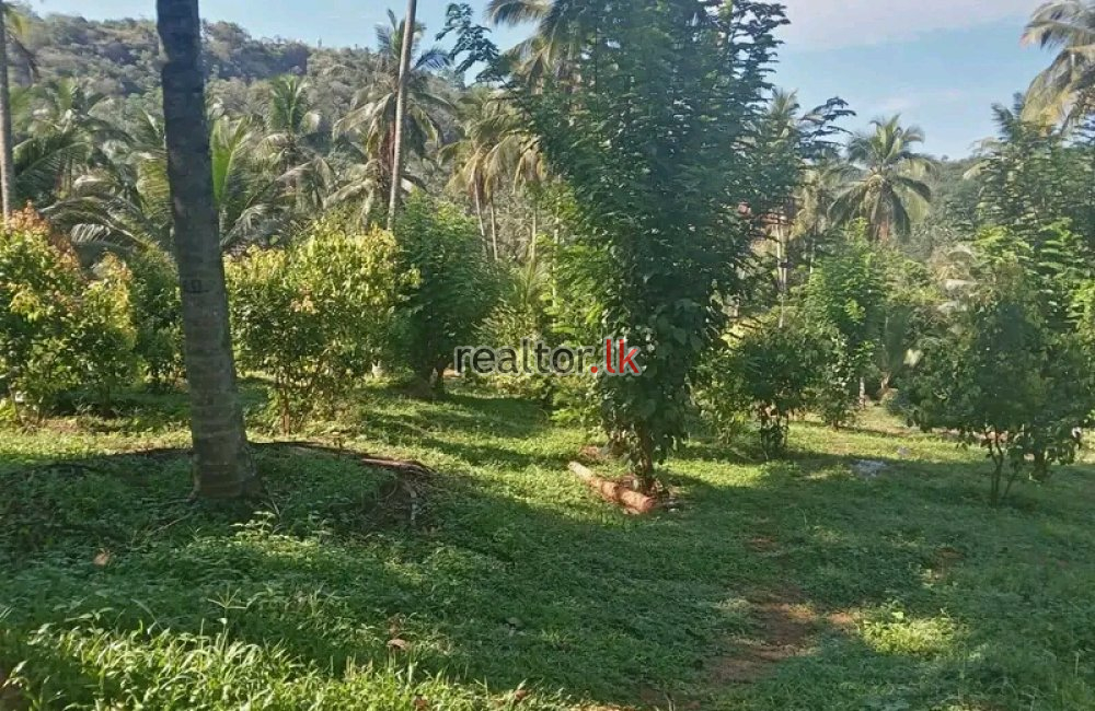 82.5 Acres Mixed Plant Estate For Sale At Matale