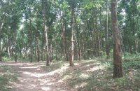 Rubber Estate For Sale In Ibbagamuwa