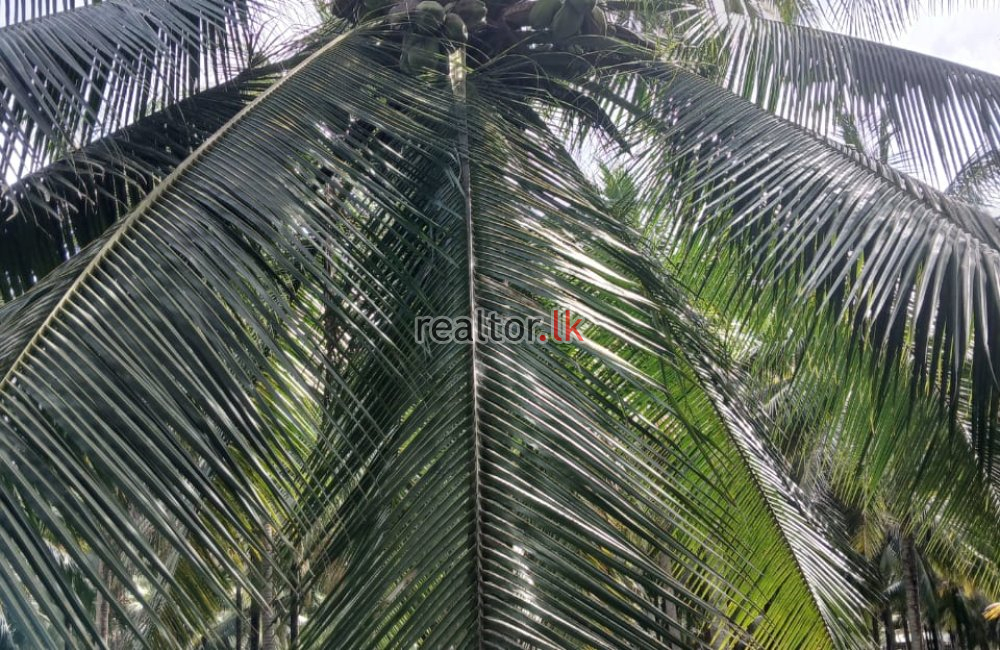 Coconut Estate For Sale In Bingiriya
