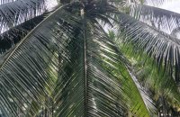 Coconut Estate For Sale In Bingiriya